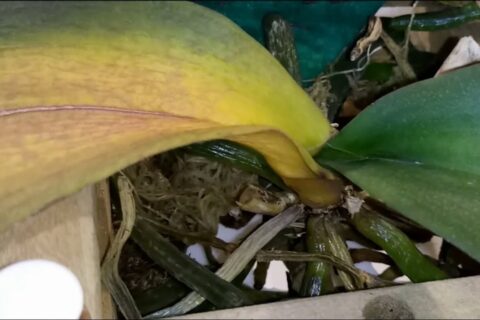 orquídeas folhas amarelas