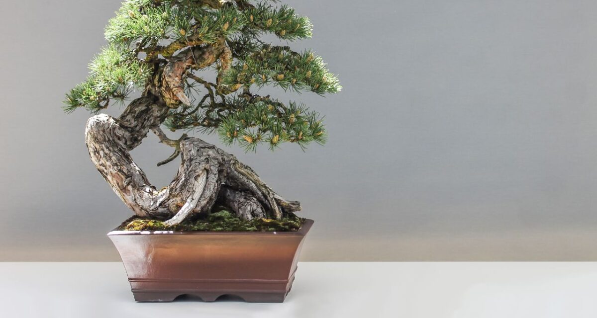 tamanho de um bonsai