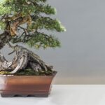 tamanho de um bonsai