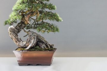 tamanho de um bonsai