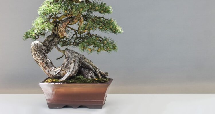 tamanho de um bonsai