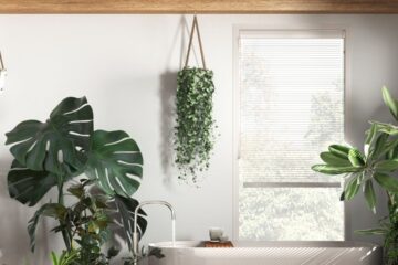 Onde Colocar Seu Bonsai Segundo o Feng Shui para Atrair Energia Positiva