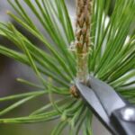 candle pruning