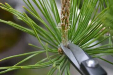 candle pruning