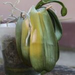 Aprenda a identificar fungos, bactérias e vírus nas folhas da sua orquídea com um checklist visual simples e eficaz.