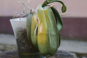 Aprenda a identificar fungos, bactérias e vírus nas folhas da sua orquídea com um checklist visual simples e eficaz.