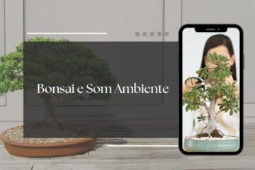 bonsai e som ambiente