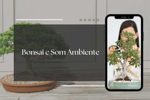 bonsai e som ambiente