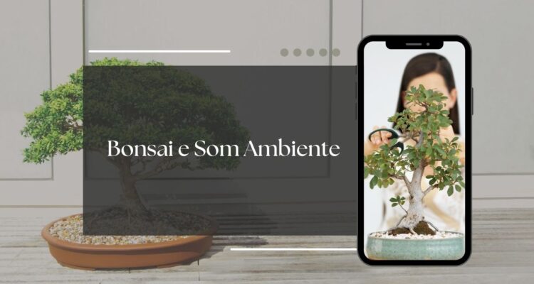 bonsai e som ambiente