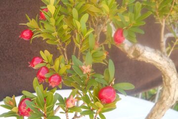 Bonsai de Cerejeira Silvestre (Eugenia mattosii, Cereja),  Fonte: Ricardo Paiva.