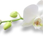 Comprou uma orquídea pela internet Descubra os 10 cuidados indispensáveis que você deve ter assim que o pacote chegar. Evite choques, pragas e perdas com esse guia prático.