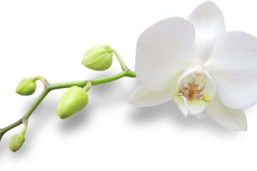 Comprou uma orquídea pela internet Descubra os 10 cuidados indispensáveis que você deve ter assim que o pacote chegar. Evite choques, pragas e perdas com esse guia prático.