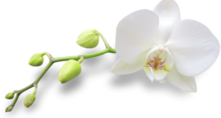 Comprou uma orquídea pela internet Descubra os 10 cuidados indispensáveis que você deve ter assim que o pacote chegar. Evite choques, pragas e perdas com esse guia prático.