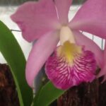Phalaenopsis vs Cattleya