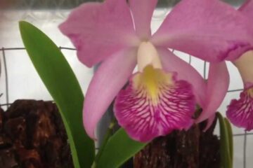 Phalaenopsis vs Cattleya