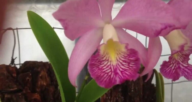 Phalaenopsis vs Cattleya