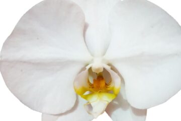 Se você cultiva orquídeas dentro de casa, já deve ter se perguntado orquídea precisa de ventilação E a resposta é um sonoro sim!