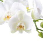 adubo caseiro para orquídea florir