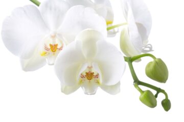 adubo caseiro para orquídea florir