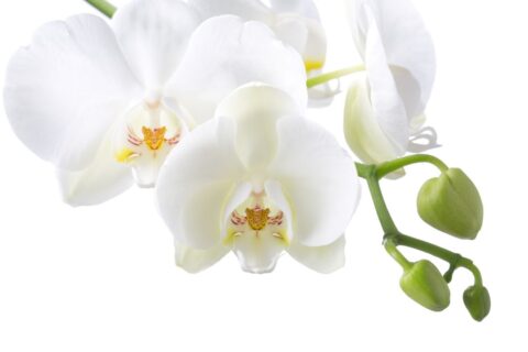 adubo caseiro para orquídea florir