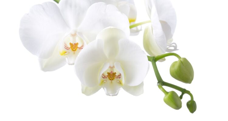 adubo caseiro para orquídea florir
