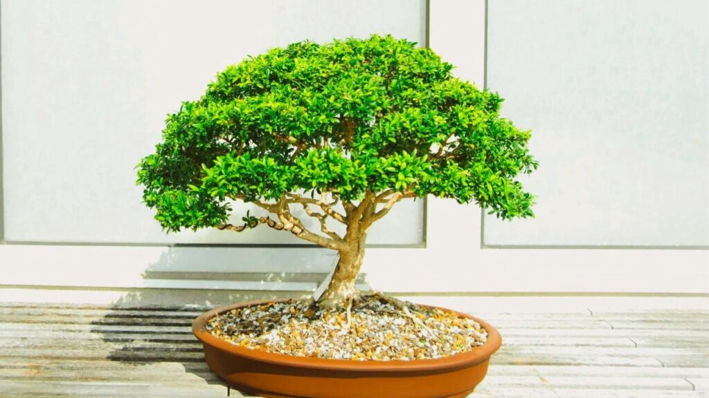 bonsai de ginseng