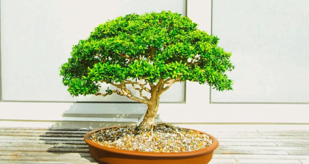 bonsai de ginseng