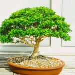bonsai de ginseng