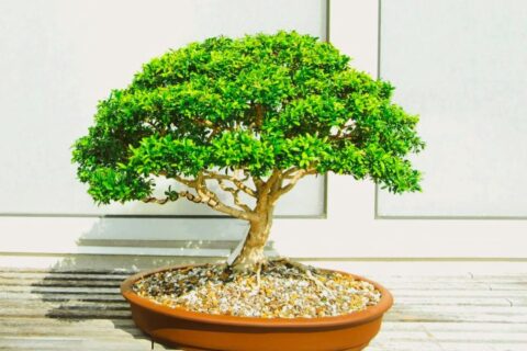 bonsai de ginseng