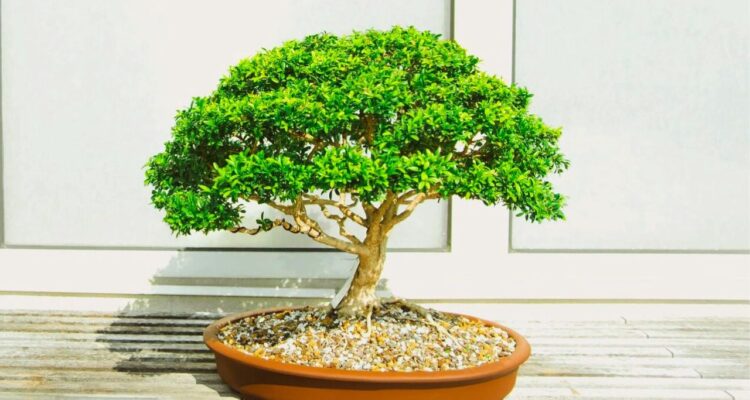 bonsai de ginseng