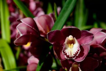 como ler as folhas da sua orquídea