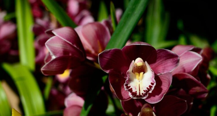 como ler as folhas da sua orquídea