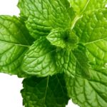 hortelã bonsais de plantas medicinais