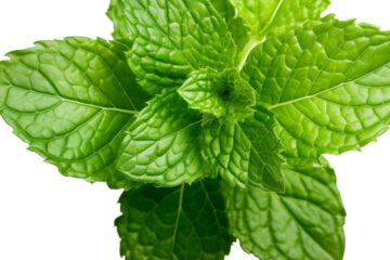 hortelã bonsais de plantas medicinais
