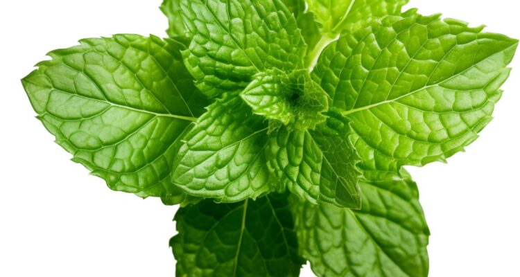 hortelã bonsais de plantas medicinais