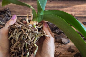 posso adubar uma orquidea doente