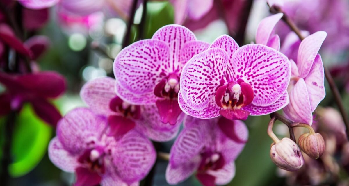 quanto tempo demora para a orquídea se recuperar