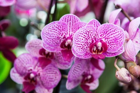 quanto tempo demora para a orquídea se recuperar
