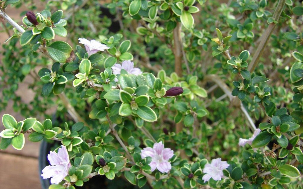 Serissa Foetida