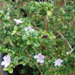 Serissa Foetida