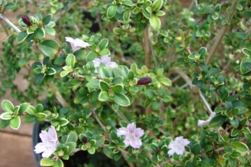 Serissa Foetida