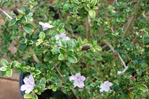 Serissa Foetida