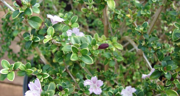 Serissa Foetida