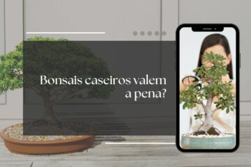 bonsai caseiro