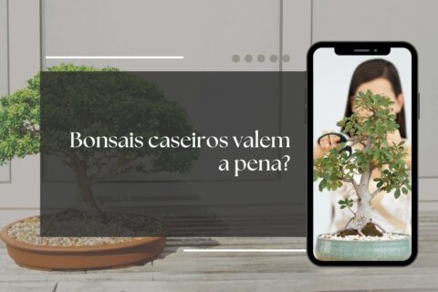 bonsai caseiro