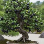 Aprenda a Cuidar de um Bonsai de Jabuticaba em Apartamento Pequeno