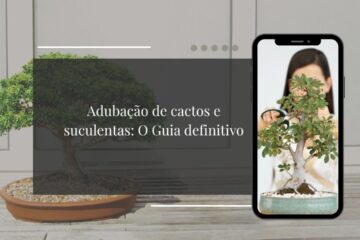 Adubação de cactos e suculentas O Guia definitivo