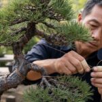 Aramação de Bonsai