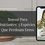 Bonsai Para Iniciantes 5 Espécies Que Perdoam Erros (E Como Cuidar de Cada Uma)