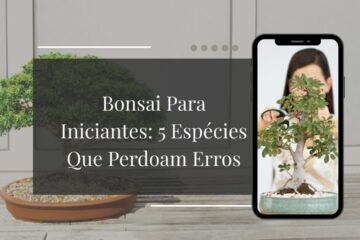 Bonsai Para Iniciantes 5 Espécies Que Perdoam Erros (E Como Cuidar de Cada Uma)